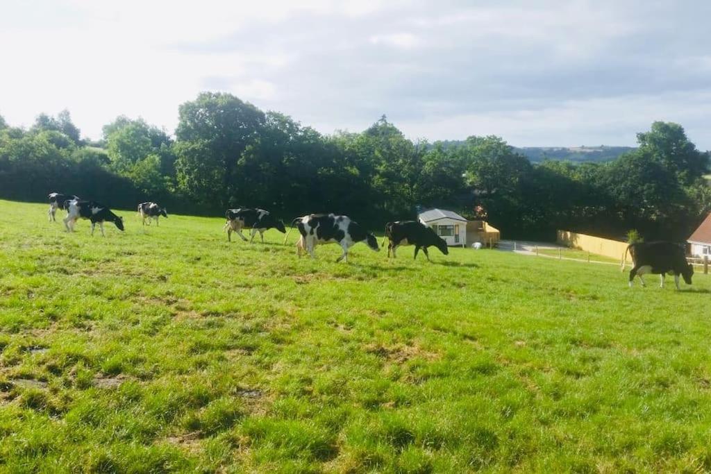 Park Gate House Farm Holidays, Colyton-'Elizabeth Εξωτερικό φωτογραφία